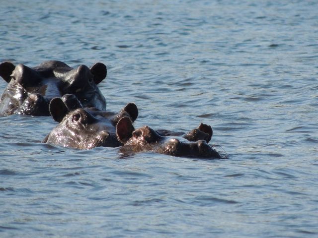 Veelzijdige safarireis door Botswana