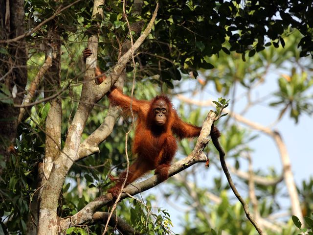 Rondreis Sumatra & Bali: perfecte match