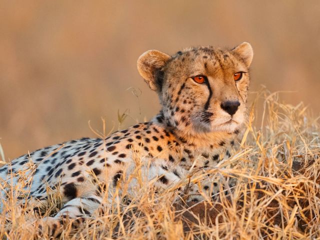 Tanzania & Zanzibar: safari en strand