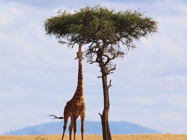 Veelzijdige safarireis door Kenia