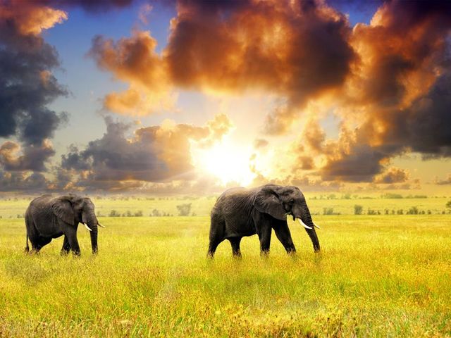16 daagse safari Selous & Zanzibar