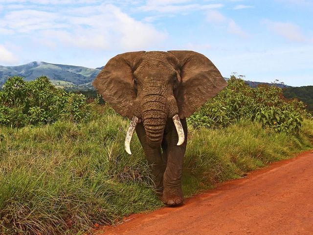 13 daagse safari het beste van Tanzania & Zanzibar