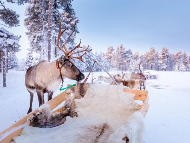 8 daagse excursiereis Winter Week Saariselka