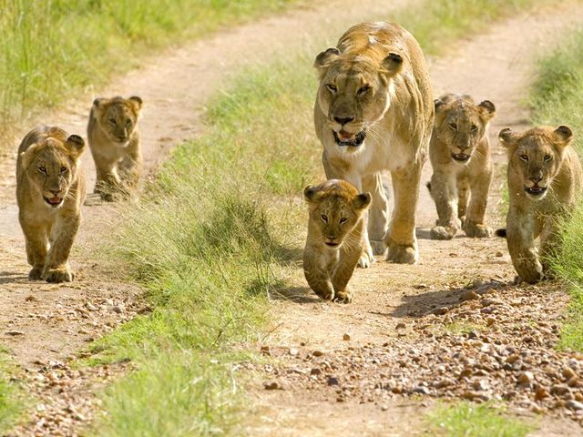 16 daagse safari Selous & Zanzibar deluxe