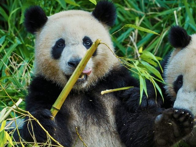 Ontdek China met kids