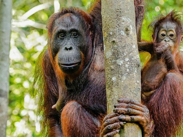 Dé ultieme familiereis door Borneo