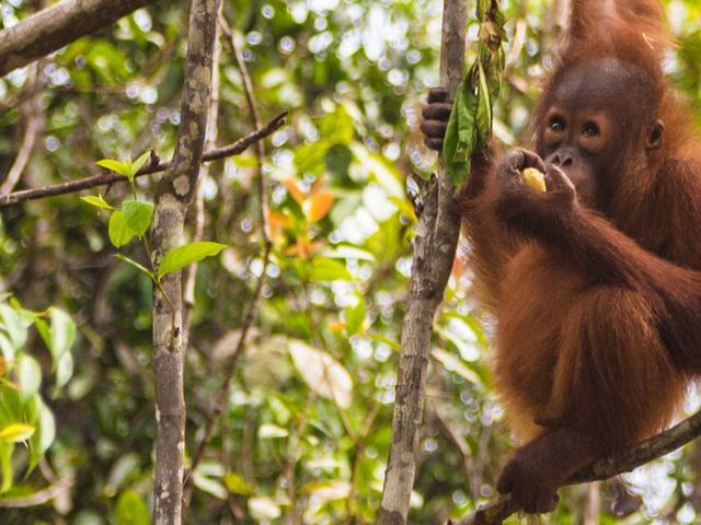 Maleisië & Sumatra: Van orang-oetans naar palmenstrand