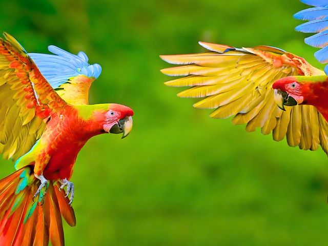 Pantanal, snorkel en waterval self-drive