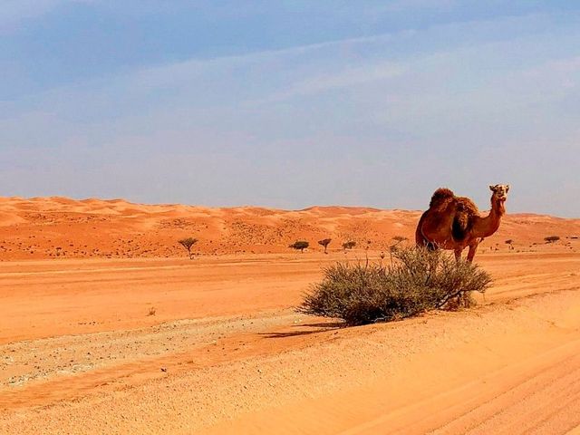 Expeditie Oman – familiereis