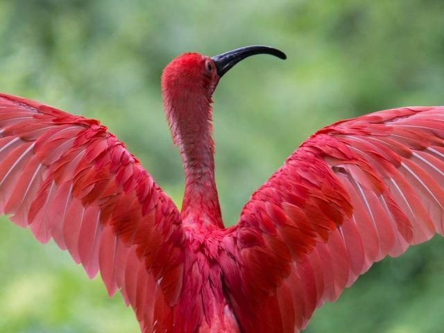 Familiereis Suriname