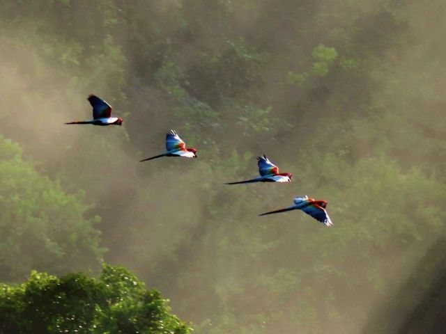 Hoogtepunten in Suriname