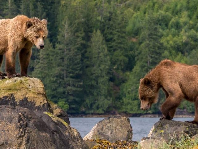 Langs beren, meren en bossen