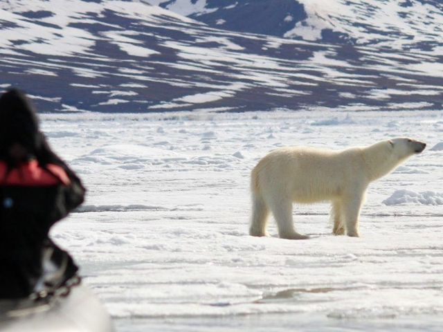 Spitsbergen Expeditie Cruise: ijsberen spotten op het pakijs