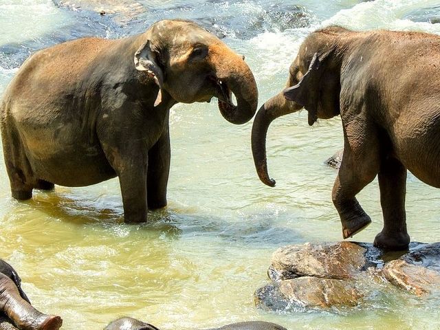 Sri Lanka in een (kokos)notendop