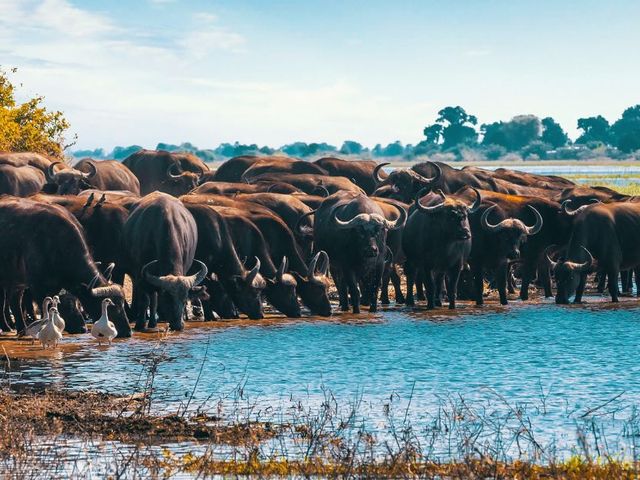 Kampeerreis door Zuidelijk Afrika: combineer 3 landen