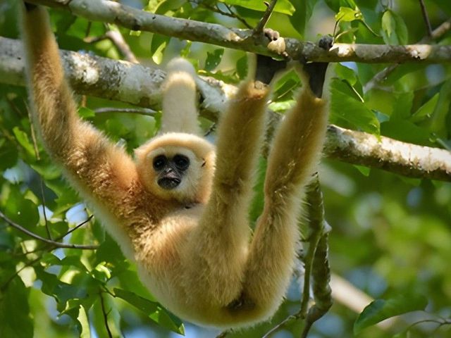 Slingeren tussen stad, tempels, jungle en strand
