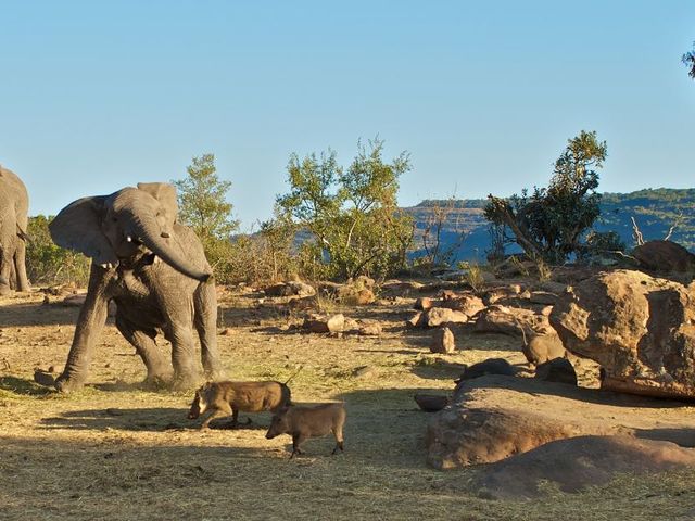 De Big-5 Zuid-Afrika familiereis