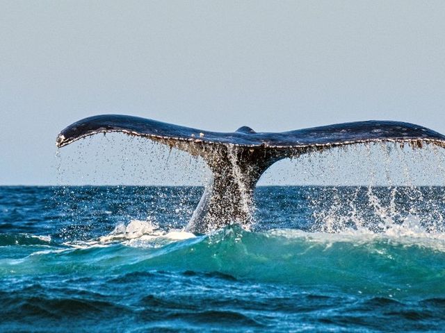 Olifantspoor naar walvisbaai