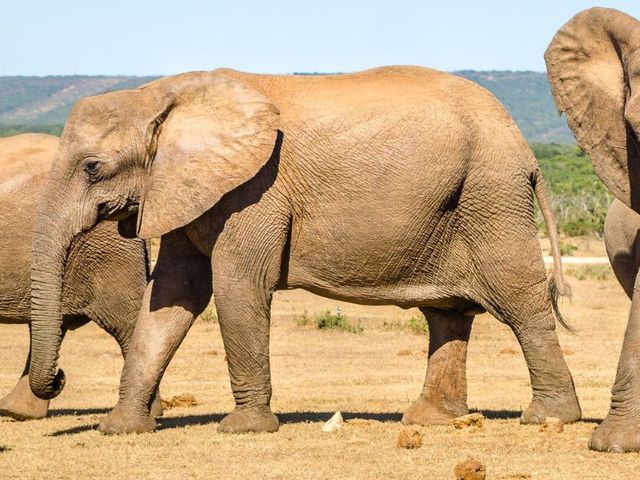 Safari’s in het noorden & Kaapse kusten