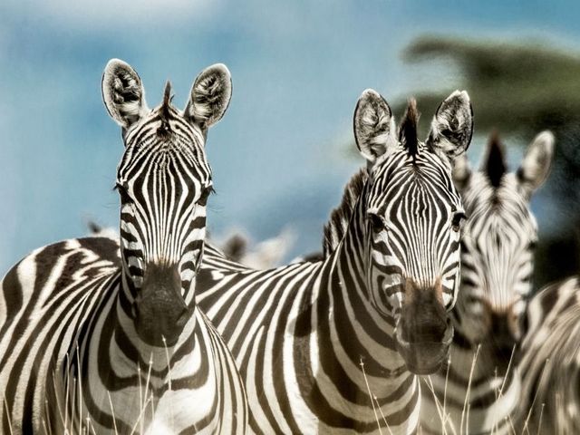 Van Kaapstad naar zebrapad