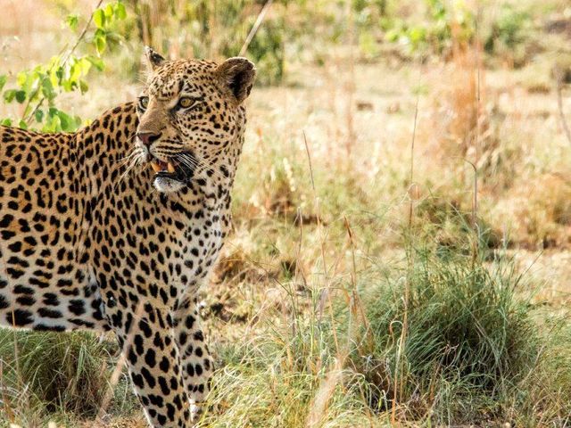 Expeditie Zuid-Afrika – rondreis met tieners