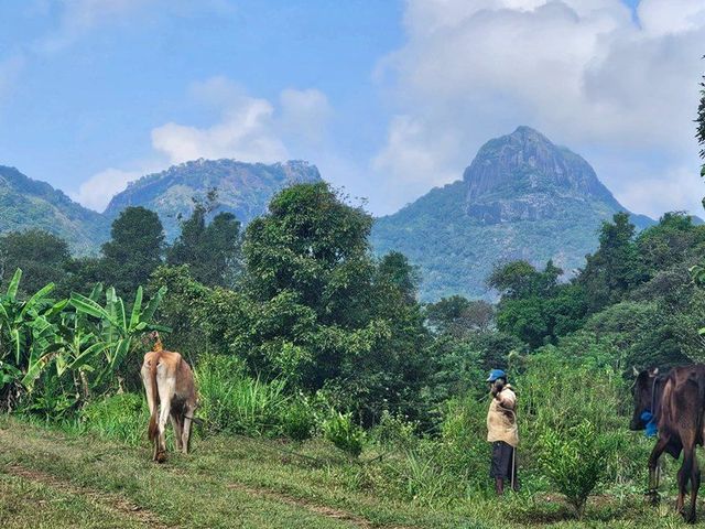 Rondreis Sri Lanka met tuktuk en de trein