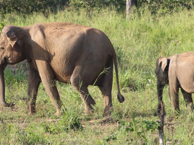 Sri Lanka: natuur en wildlife rondreis