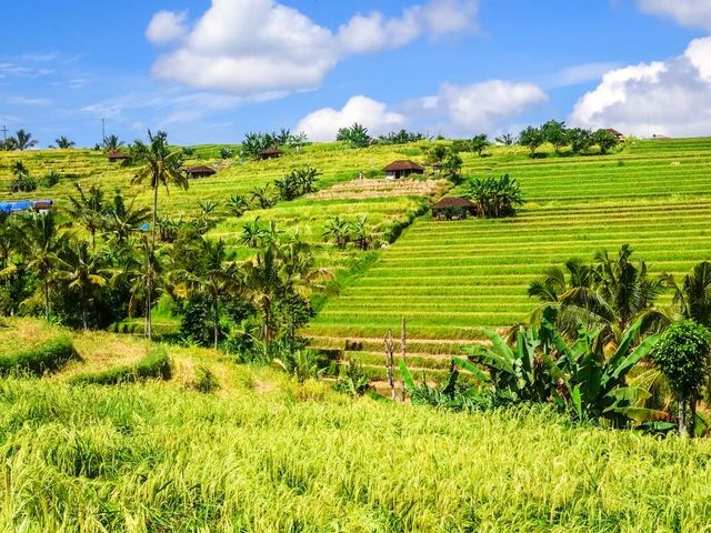 A taste of Bali