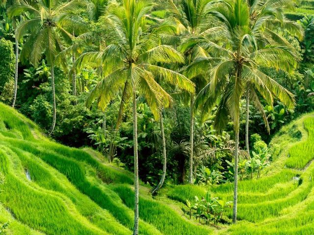 Bali on the move