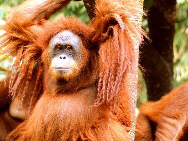 Van apenjungle naar rijstterras op Sumatra en Bali