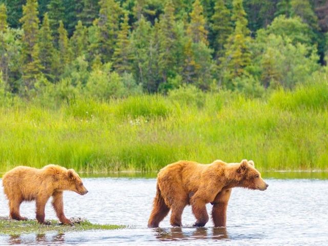 Rondreis Alaska: Wildlife en de ruigste National Parks