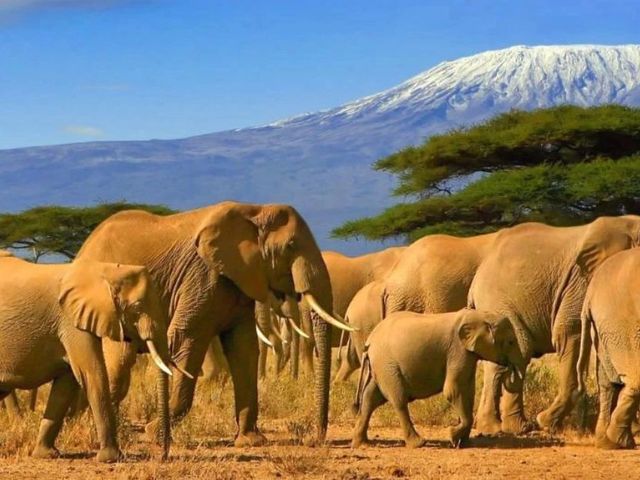 9 dagen Kenia safari en strand