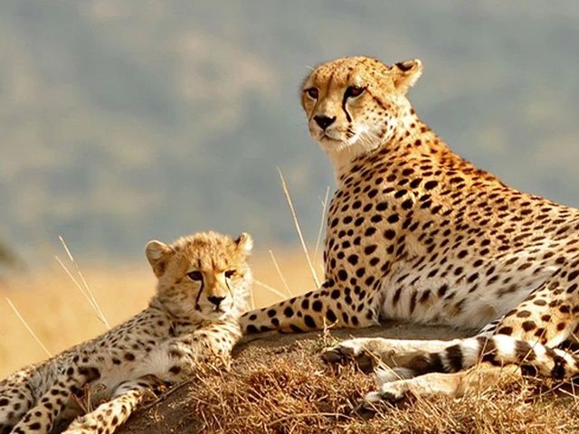 Big Five safari-reis – Van Baobabs naar Serengeti