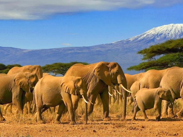 Van tetterende olifant naar snorkelstrand – Kenia-rondreis