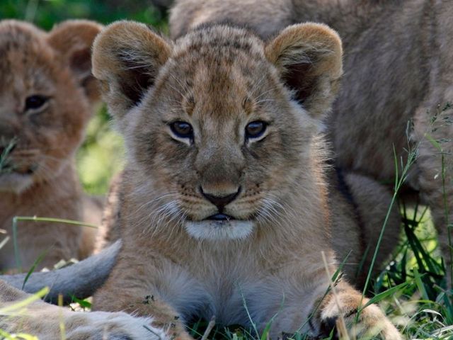 Serengeti migratie safari