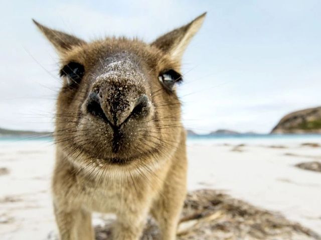 Het wilde westen: Australië in 3 weken