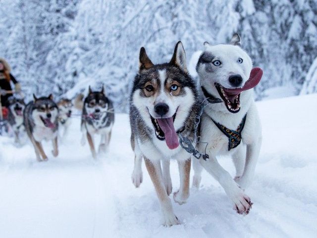 Van Helsinki naar Lapland met de Santa Claus Express
