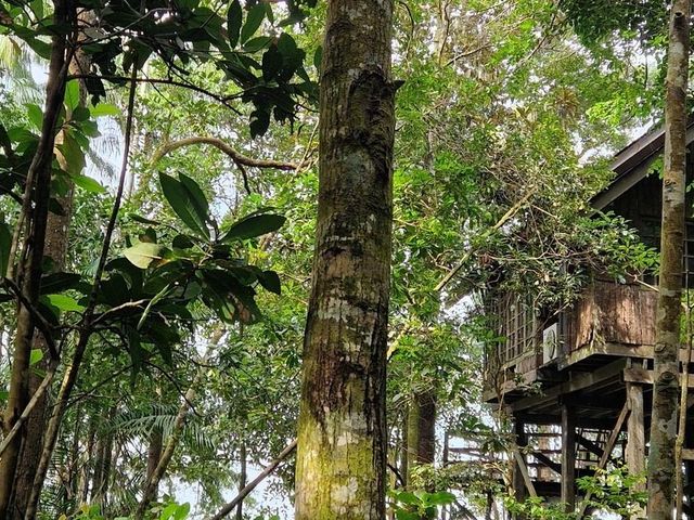 Borneo en Maleisië: van stad tot regenwoud en robinson eiland