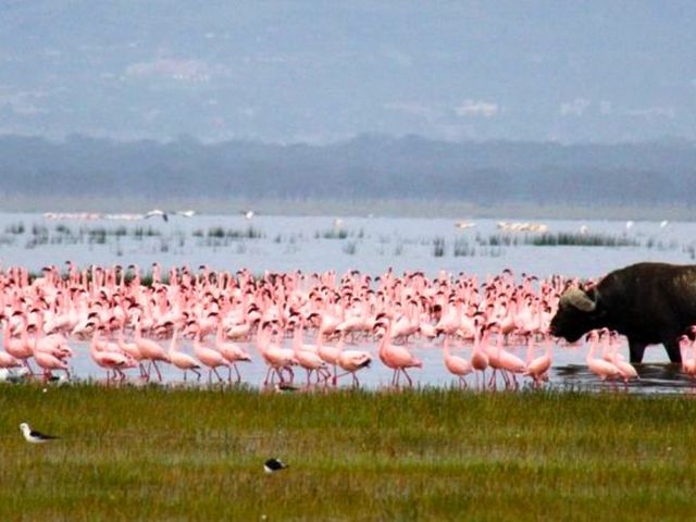 Kenia vakantie, twee weken avontuur