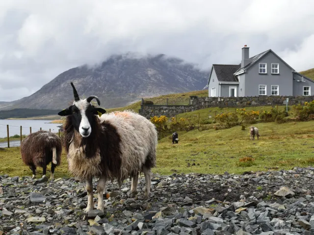 Ontdek Ierland in 8 dagen