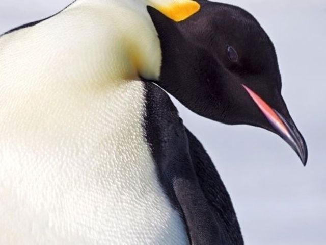 Groepsrondreis Antarctica - Snow Hill eiland