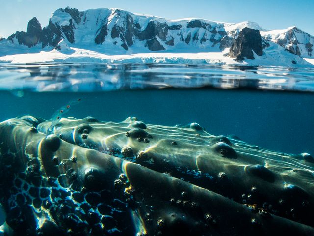 Antarctica - Walvissen spotten