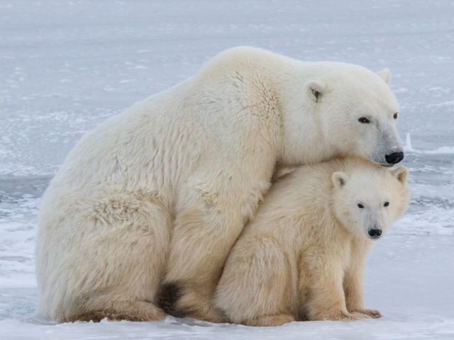 Wildlife Reis Canada | IJsberen Avontuur in Manitoba