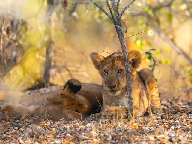 Geheime Schatten van Tanzania