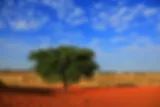Kalahari Woestijn