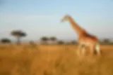 Giraffe in Masai Mara natuurreservaat, Kenia