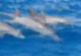 Dolfijnen bij Zanzibar