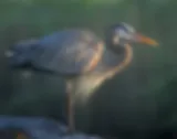 Vogel in het Everglades National Park
