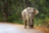 Thailand, Khao Yai National Park, olifant