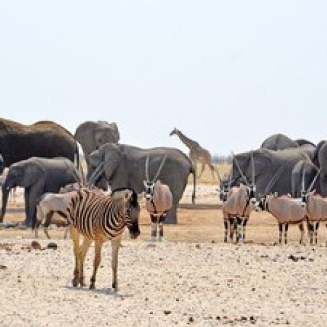 Dorstige zebra's bij het kamp